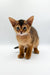 Yara Abyssinian Kitten with big ears and an alert expression ready to play