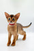 Adorable Yara Abyssinian kitten with big ears and a cute pink collar