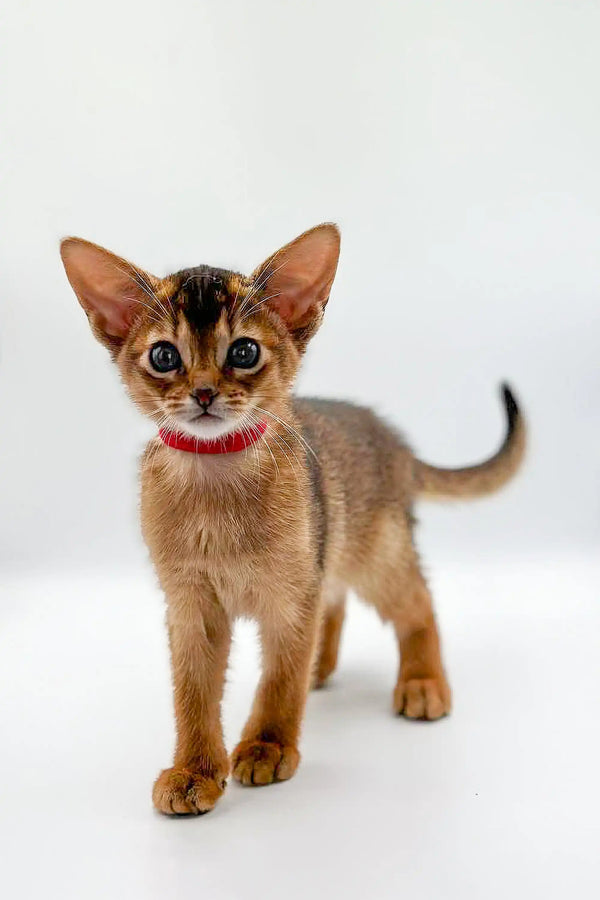 Cute Yara Abyssinian kitten with big ears and a red collar ready for adoption