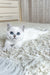 Yara | british shorthair kitten