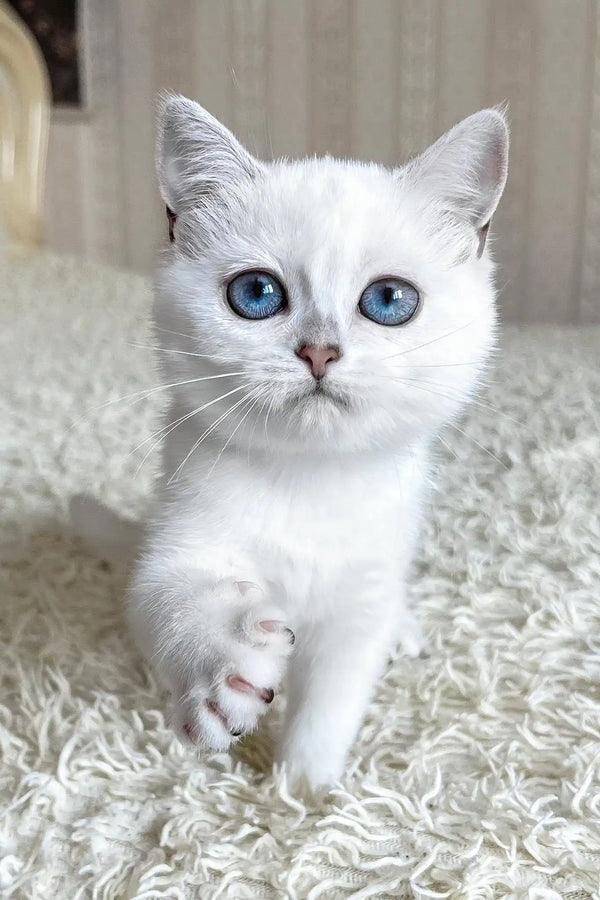 Yara | british shorthair kitten