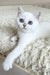 Yara | british shorthair kitten