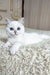Yara | british shorthair kitten