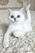 Yara | british shorthair kitten