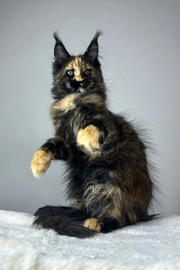 Yara | maine coon kitten