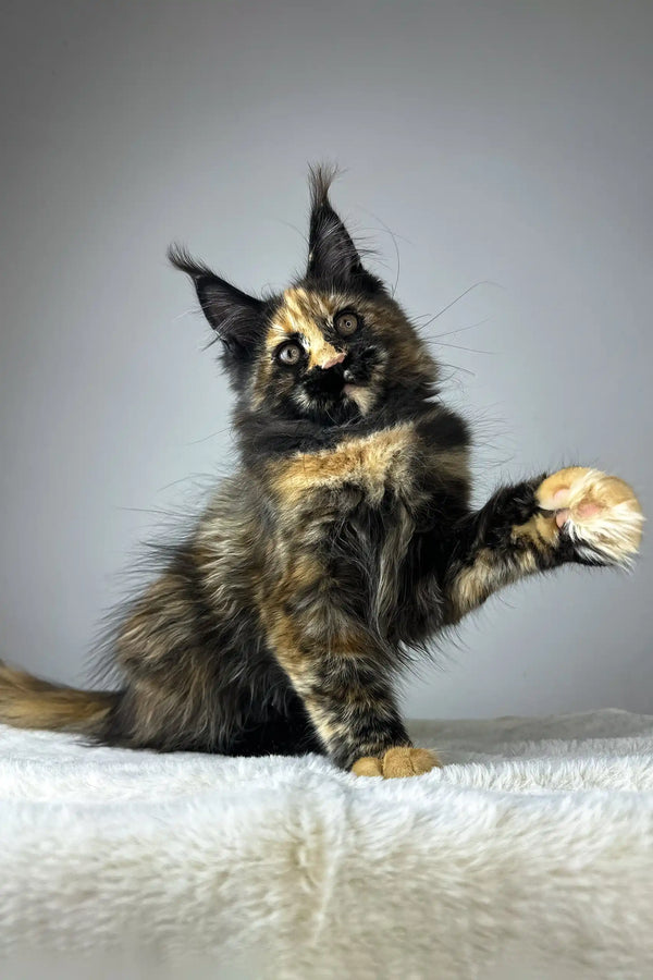 Yara | maine coon kitten