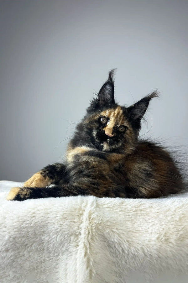 Yara | maine coon kitten