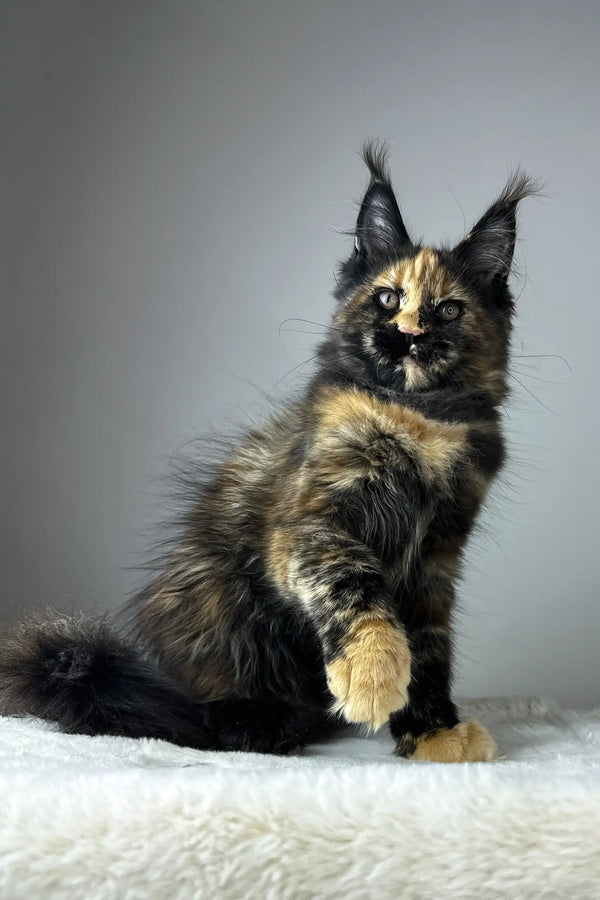 Yara | maine coon kitten