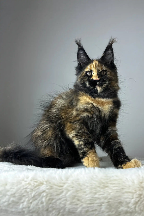 Yara | maine coon kitten