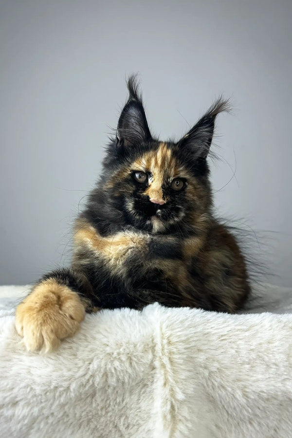 Yara | maine coon kitten