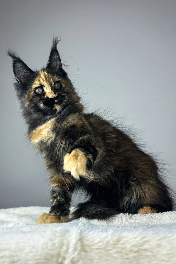 Yara | maine coon kitten