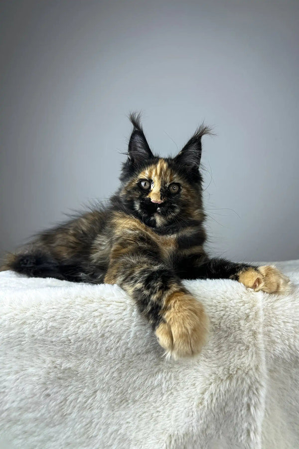 Yara | maine coon kitten