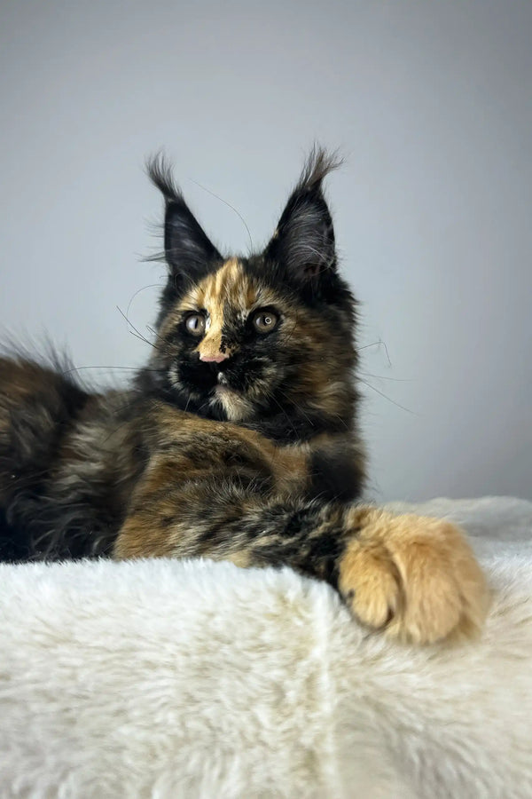 Yara | maine coon kitten
