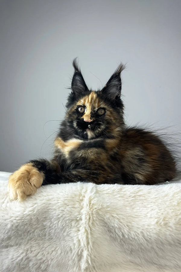 Yara | maine coon kitten