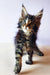 Fluffy Maine Coon kitten Yaris with striking green eyes and multi-colored coat