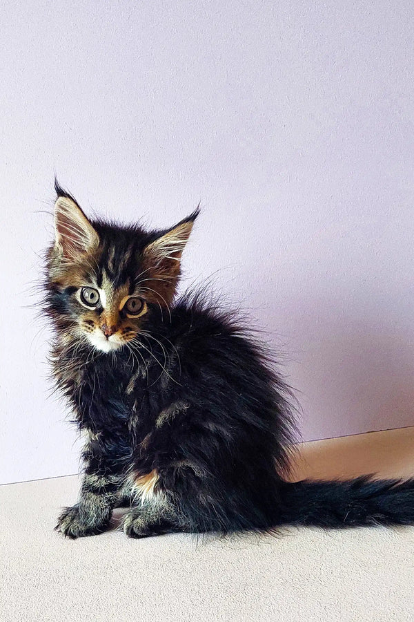 Fluffy calico Maine Coon kitten with long fur and an alert expression