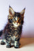 Fluffy Maine Coon kitten Yaris with colorful fur and cute ear tufts, wide-eyed and adorable