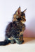 Cute Maine Coon kitten Yaris shows off its fluffy fur and adorable ear tufts