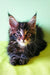 Fluffy Maine Coon kitten Yaris with cute ear tufts and curious eyes