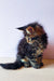 Fluffy Maine Coon kitten sitting upright, showing off its long-haired coat and cuteness