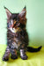 Fluffy Maine Coon kitten with large ears and bright eyes, perfect for a new home