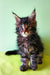 Fluffy Maine Coon kitten Yaris with ear tufts and a curious expression