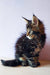 Fluffy Maine Coon kitten Yaris with cute ear tufts and a bushy tail