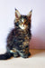 Adorable Maine Coon kitten Yaris with fluffy fur and cool ear tufts