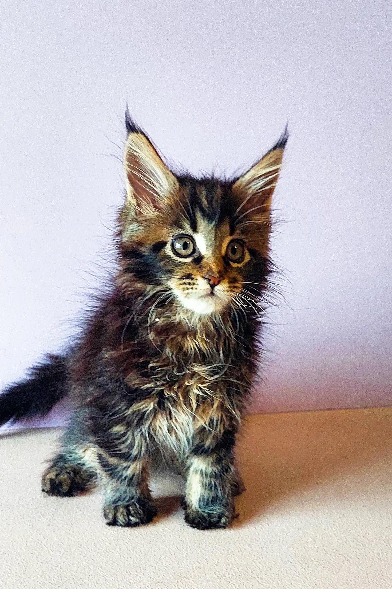 Maine Coon Kittens for Sale Yaris | Kitten