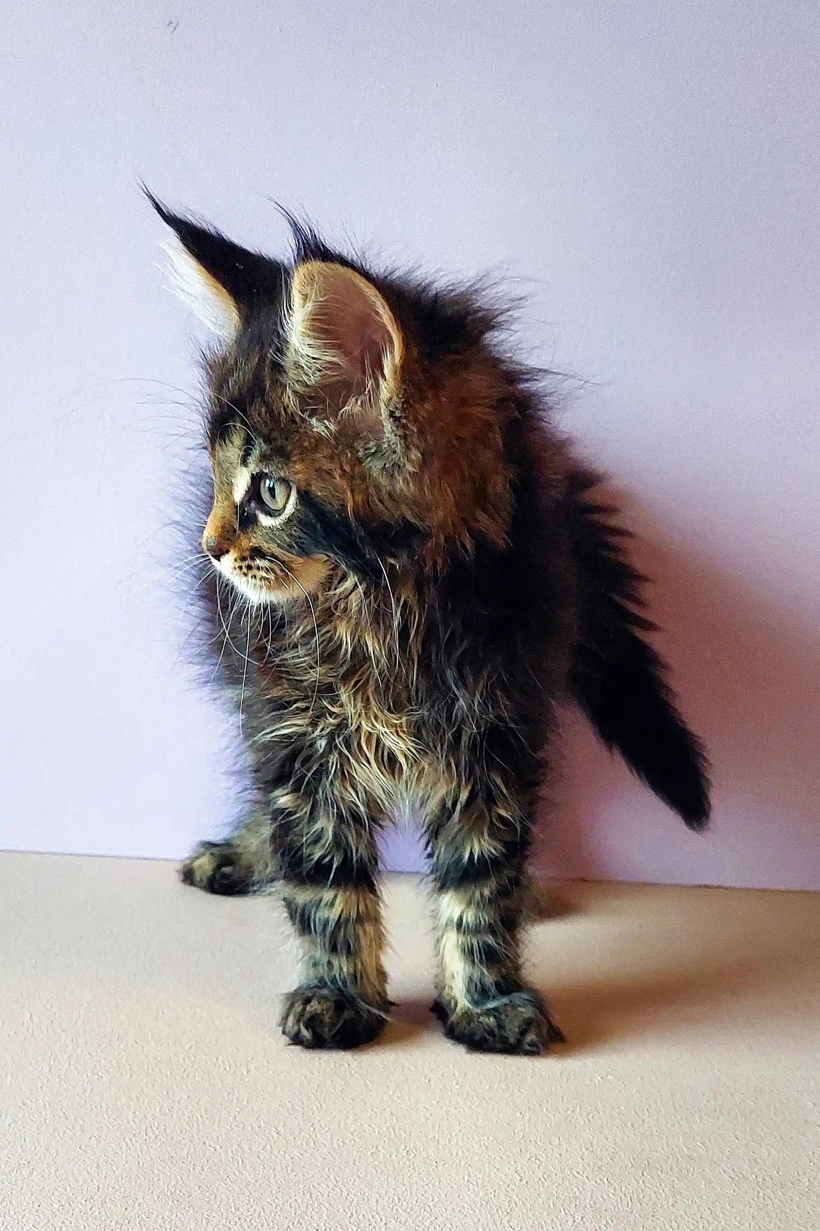 Maine Coon Kittens for Sale Yaris | Kitten