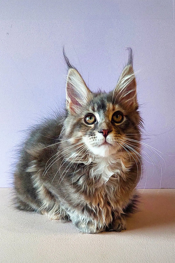 Long-haired Maine Coon kitten with ear tufts and alert expression in blue cream color