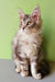 Long-haired tabby Maine Coon kitten with alert eyes and big ears, perfect for cuddles