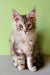 Fluffy gray and white Maine Coon kitten Yasha with alert ears and golden eyes