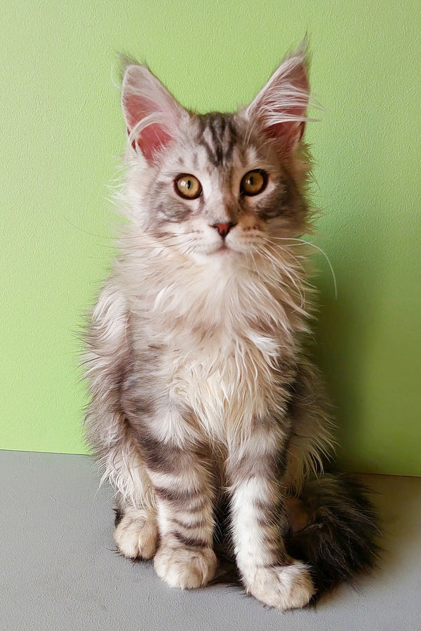 Fluffy gray and white Maine Coon kitten with alert eyes and pointed ears