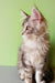 Fluffy gray and white Maine Coon kitten with big ears sitting upright cute as can be