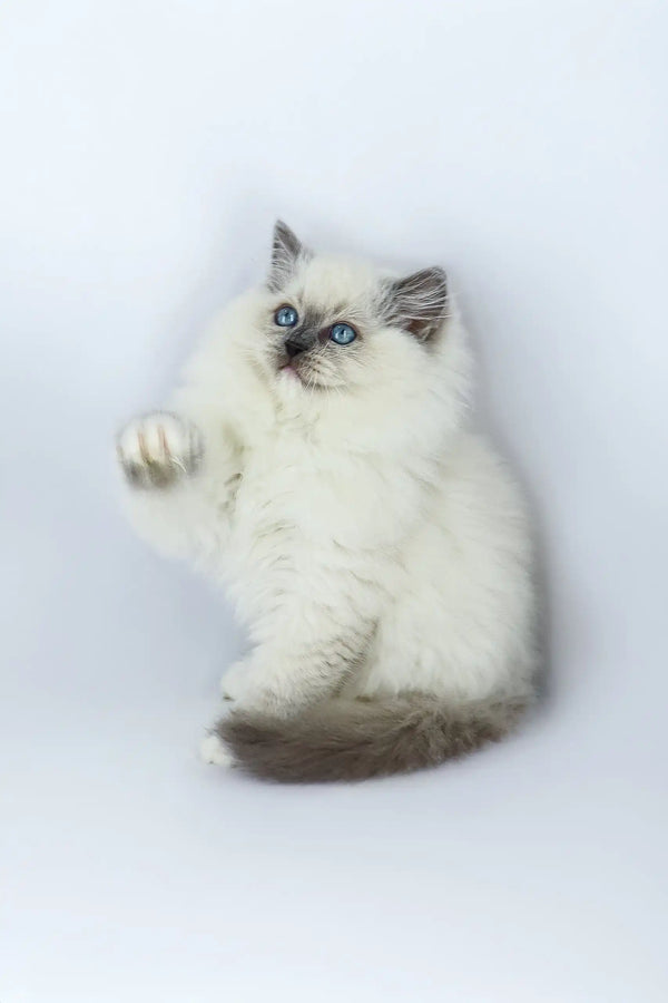 Fluffy white Ragdoll kitten named Yasha with striking blue eyes