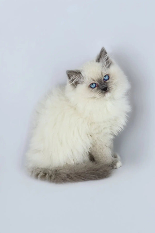 Fluffy white Ragdoll kitten named Yasha with stunning blue eyes