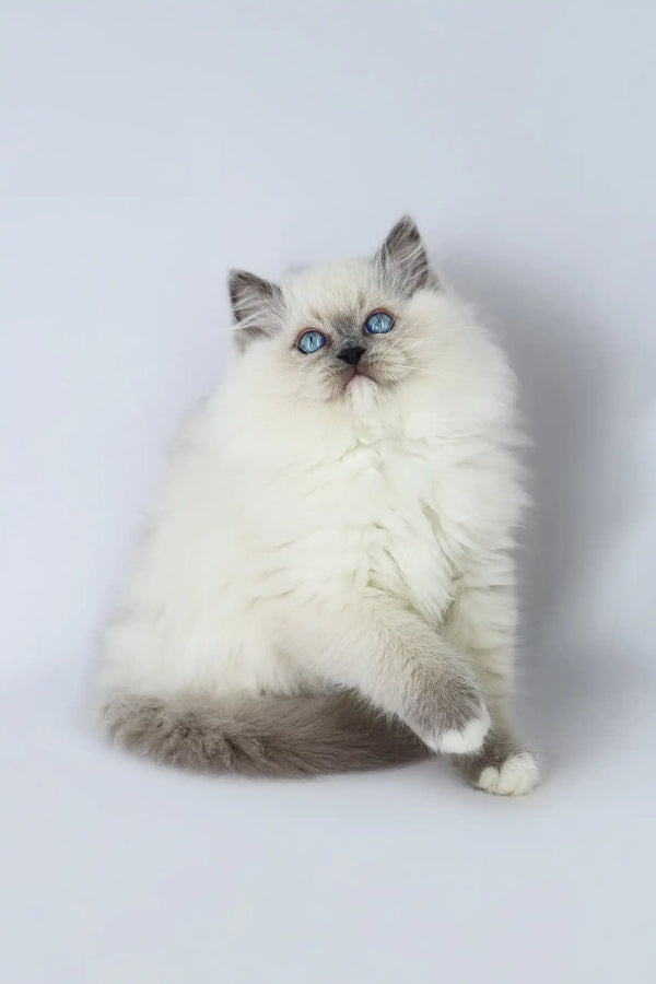 Fluffy white Ragdoll kitten named Yasha with stunning blue eyes