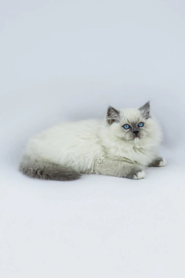 Fluffy white and gray Ragdoll kitten named Yasha with stunning blue eyes