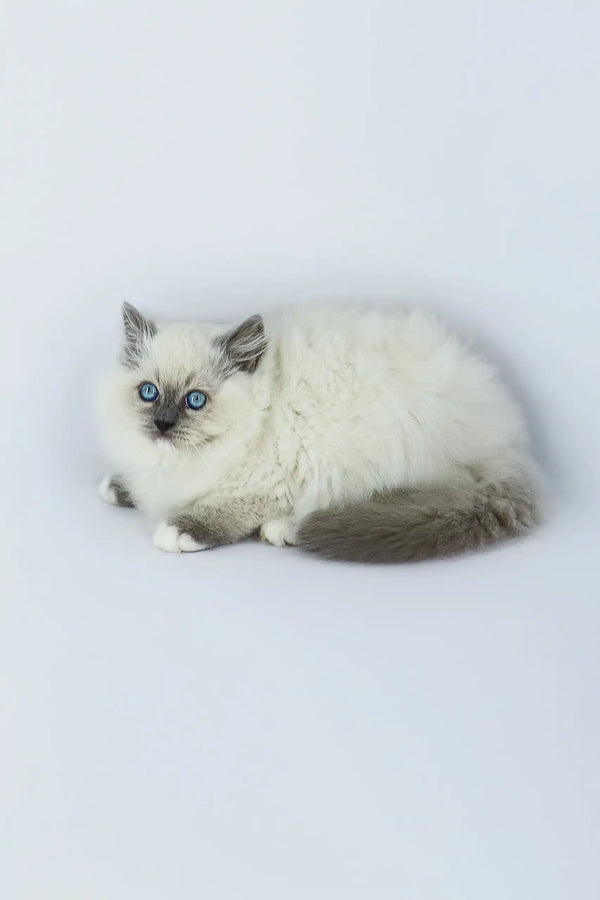 Fluffy white and gray Ragdoll kitten named Yasha looking adorable and playful