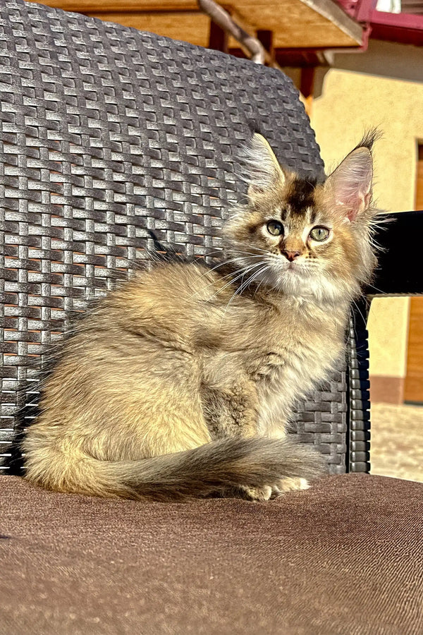 Fluffy Maine Coon kitten Yashka with long fur and bright eyes sitting on a chair