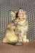 Fluffy cream and brown Yashka, a golden Maine Coon kitten with long fur