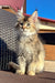 Fluffy cream-colored Yashka Golden Maine Coon kitten with alert eyes sitting upright