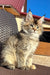 Fluffy grey-brown Maine Coon kitten with alert ears and bright eyes in Yashka product