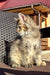 Fluffy grey and cream Persian cat sitting upright with Yashka Golden Maine Coon Kitten