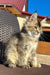 Fluffy grey and tan cat with bright eyes and alert ears for Yashka Golden Maine Coon Kitten