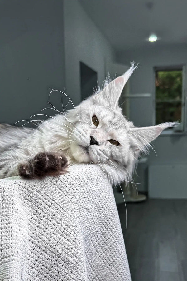 Yashma | maine coon kitten