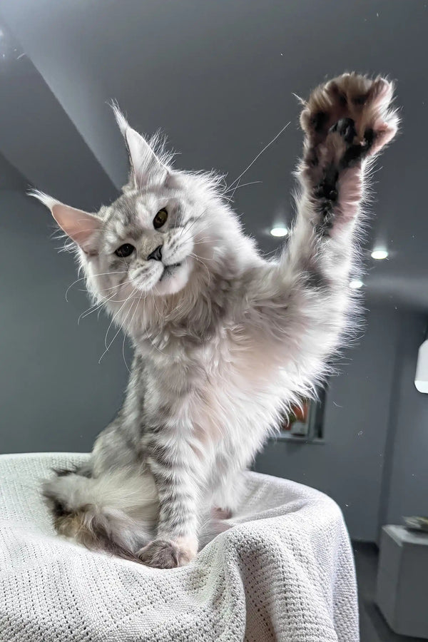 Yashma | maine coon kitten