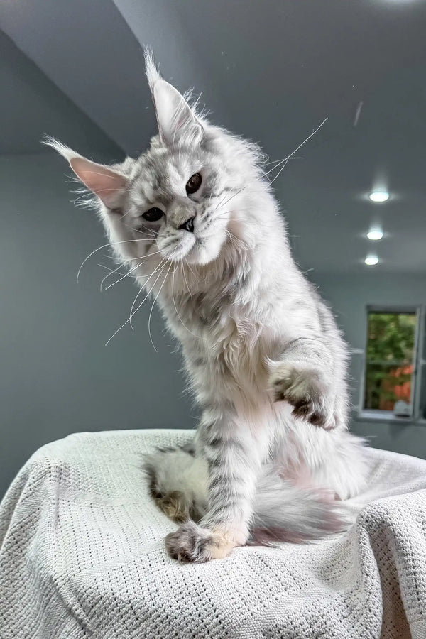 Yashma | maine coon kitten