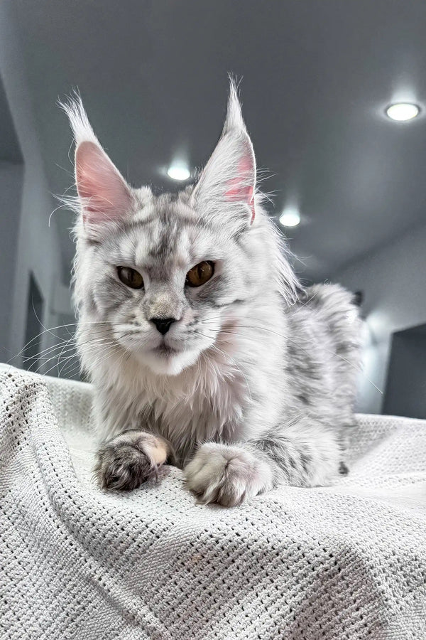 Yashma | maine coon kitten